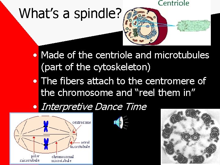 What’s a spindle? • Made of the centriole and microtubules (part of the cytoskeleton)