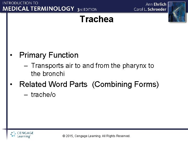 Trachea • Primary Function – Transports air to and from the pharynx to the