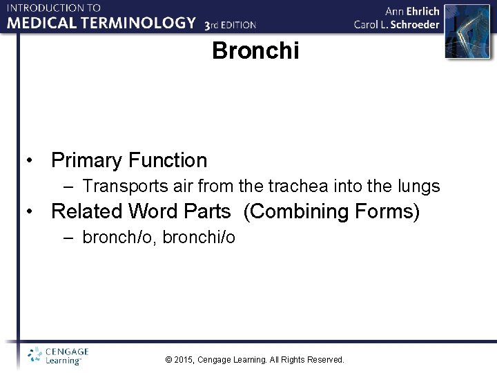 Bronchi • Primary Function – Transports air from the trachea into the lungs •