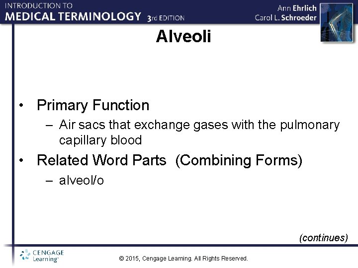 Alveoli • Primary Function – Air sacs that exchange gases with the pulmonary capillary