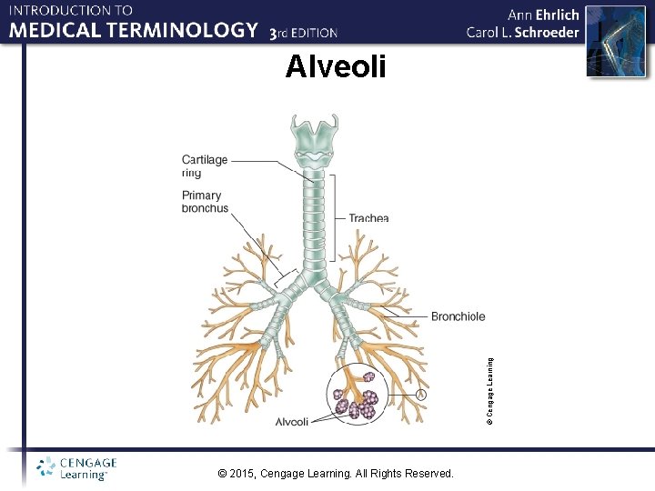 © Cengage Learning Alveoli © 2015, Cengage Learning. All Rights Reserved. 