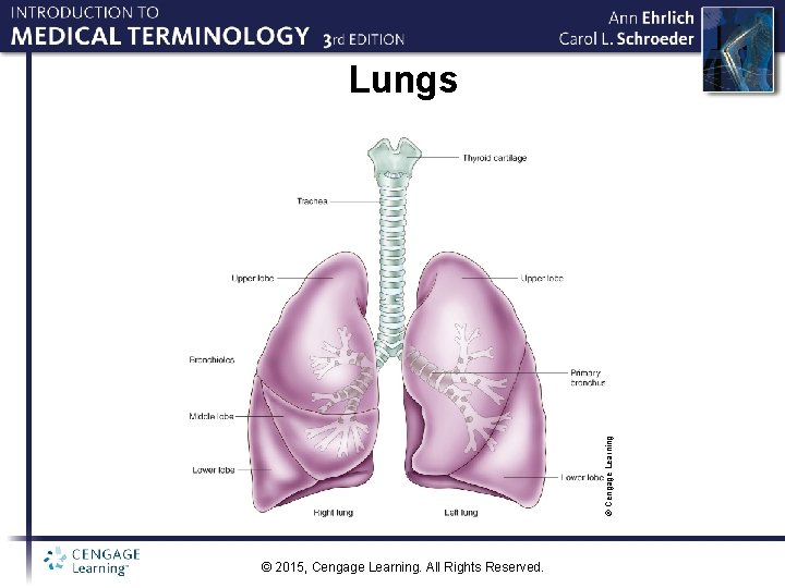 © Cengage Learning Lungs © 2015, Cengage Learning. All Rights Reserved. 