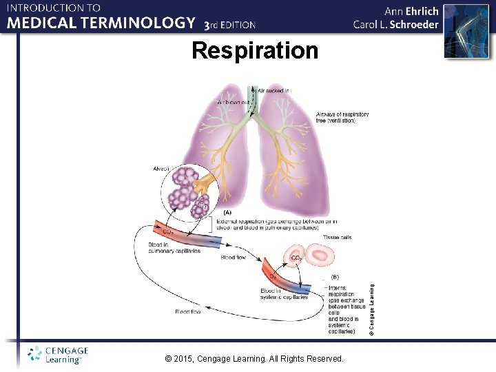 © Cengage Learning Respiration © 2015, Cengage Learning. All Rights Reserved. 