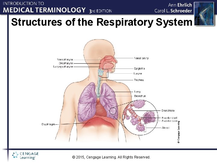 © Cengage Learning Structures of the Respiratory System © 2015, Cengage Learning. All Rights