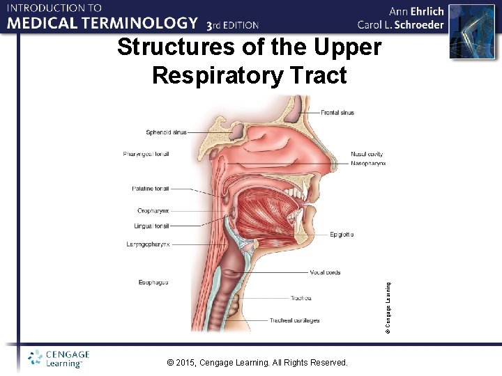 © Cengage Learning Structures of the Upper Respiratory Tract © 2015, Cengage Learning. All