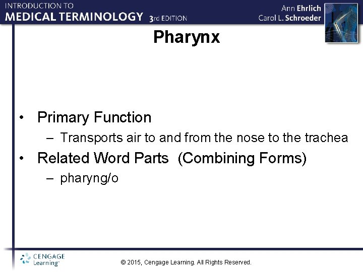 Pharynx • Primary Function – Transports air to and from the nose to the