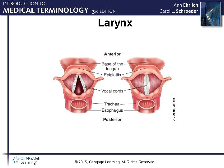 © Cengage Learning Larynx © 2015, Cengage Learning. All Rights Reserved. 