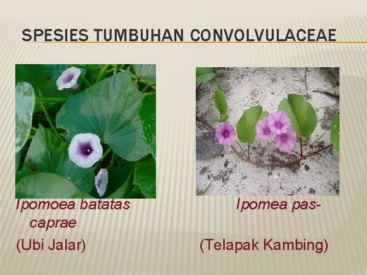 SPESIES TUMBUHAN CONVOLVULACEAE Ipomoea batatas caprae (Ubi Jalar) Ipomea pas(Telapak Kambing) 