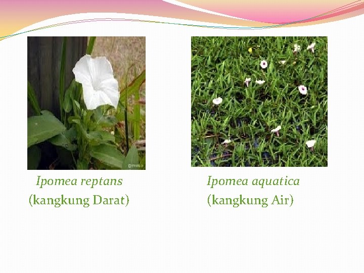 Ipomea reptans (kangkung Darat) Ipomea aquatica (kangkung Air) 