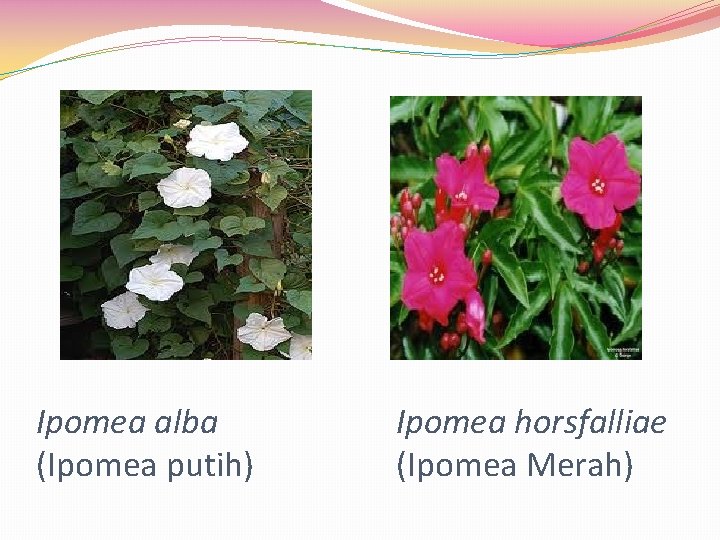 Ipomea alba (Ipomea putih) Ipomea horsfalliae (Ipomea Merah) 