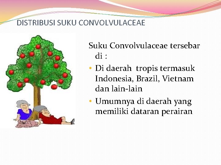 DISTRIBUSI SUKU CONVOLVULACEAE Suku Convolvulaceae tersebar di : • Di daerah tropis termasuk Indonesia,