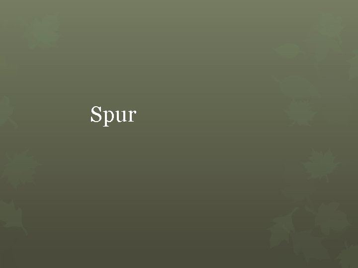 Spur 