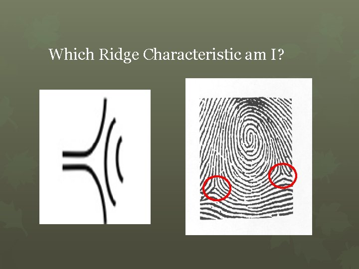 Which Ridge Characteristic am I? 