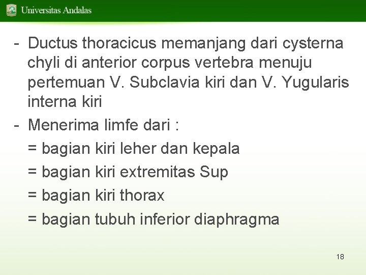 - Ductus thoracicus memanjang dari cysterna chyli di anterior corpus vertebra menuju pertemuan V.