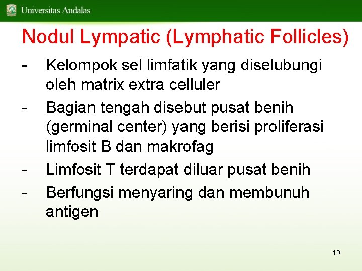 Nodul Lympatic (Lymphatic Follicles) - - Kelompok sel limfatik yang diselubungi oleh matrix extra