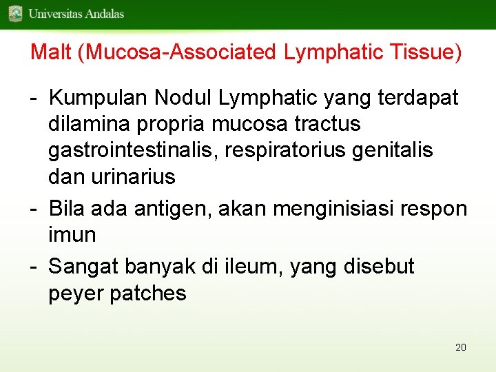 Malt (Mucosa-Associated Lymphatic Tissue) - Kumpulan Nodul Lymphatic yang terdapat dilamina propria mucosa tractus