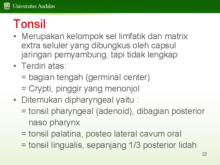 Tonsil • Merupakan kelompok sel limfatik dan matrix extra seluler yang dibungkus oleh capsul