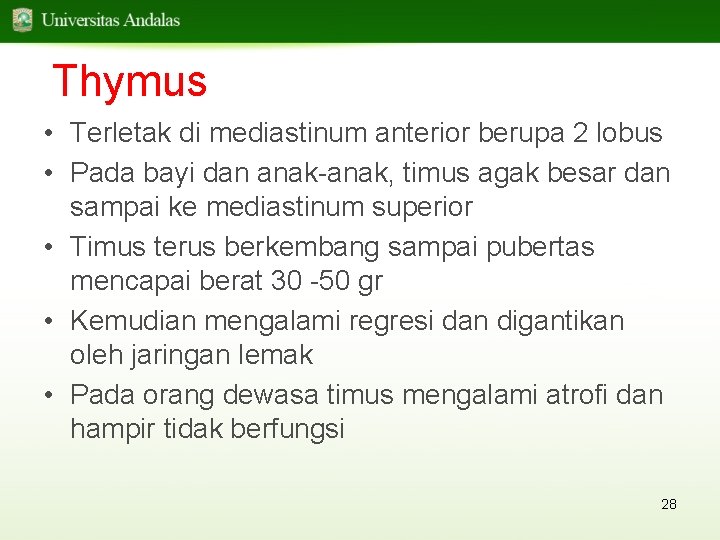 Thymus • Terletak di mediastinum anterior berupa 2 lobus • Pada bayi dan anak-anak,
