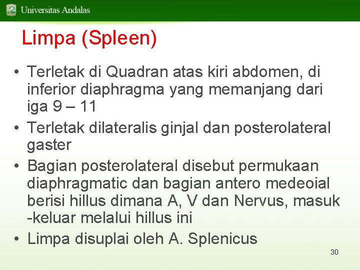 Limpa (Spleen) • Terletak di Quadran atas kiri abdomen, di inferior diaphragma yang memanjang