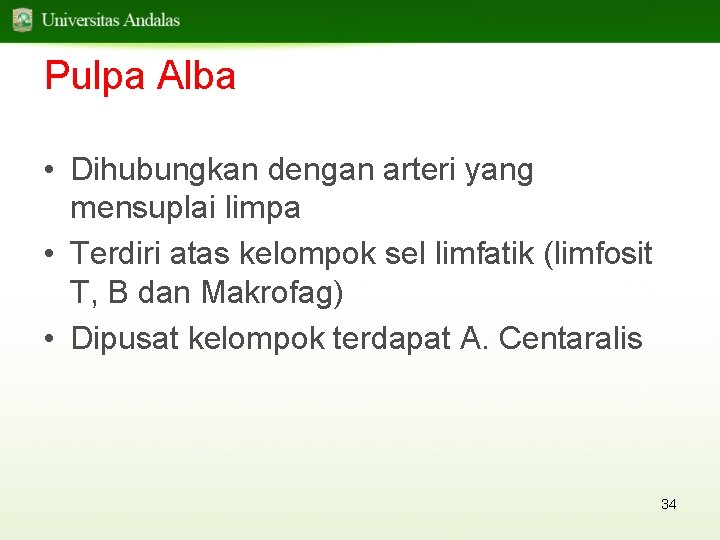 Pulpa Alba • Dihubungkan dengan arteri yang mensuplai limpa • Terdiri atas kelompok sel