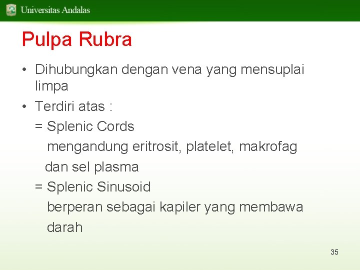 Pulpa Rubra • Dihubungkan dengan vena yang mensuplai limpa • Terdiri atas : =