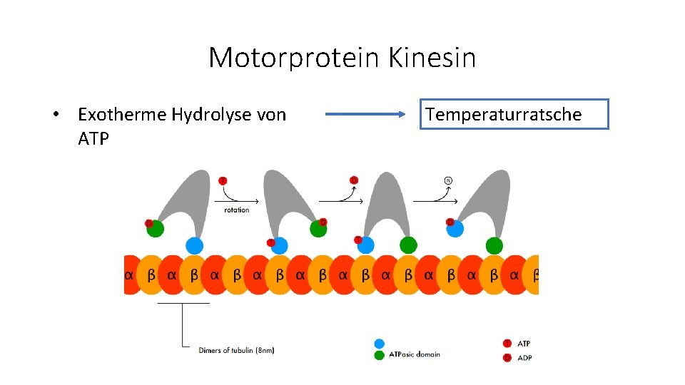 Motorprotein Kinesin • Exotherme Hydrolyse von ATP Temperaturratsche 