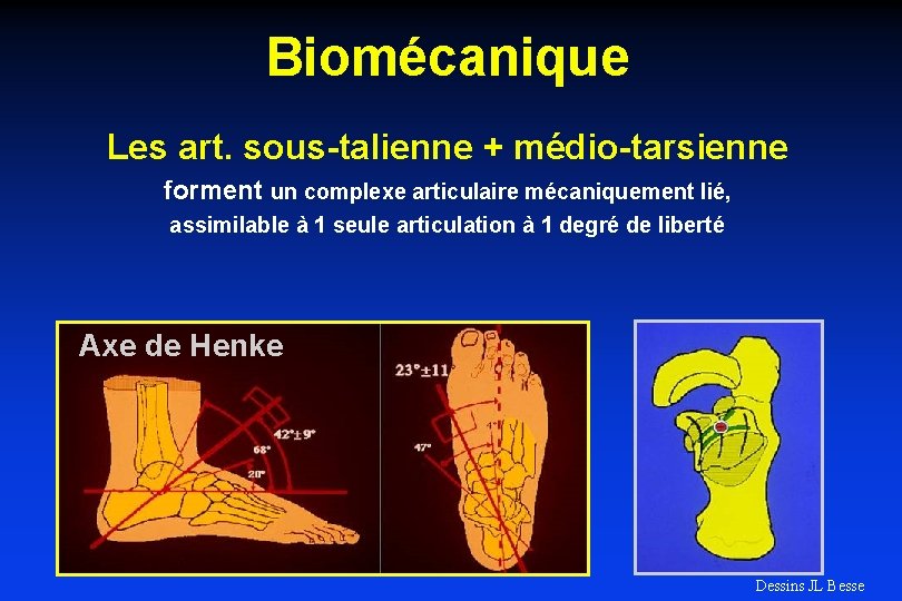 Biomécanique Les art. sous-talienne + médio-tarsienne forment un complexe articulaire mécaniquement lié, assimilable à