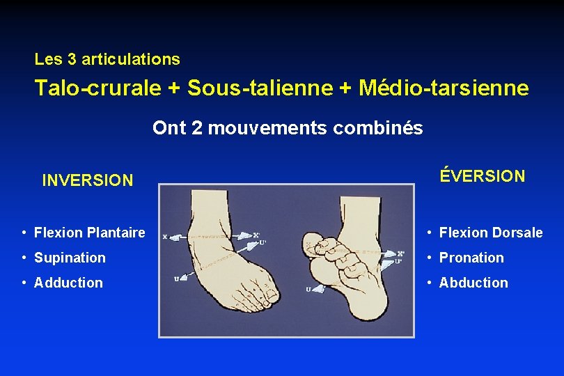 Les 3 articulations Talo-crurale + Sous-talienne + Médio-tarsienne Ont 2 mouvements combinés INVERSION ÉVERSION