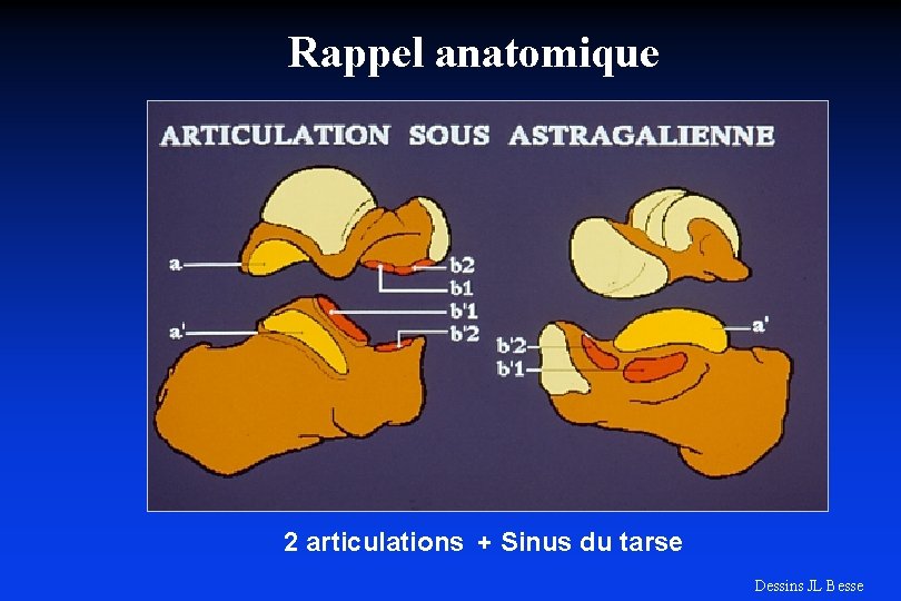 Rappel anatomique 2 articulations + Sinus du tarse Dessins JL Besse 