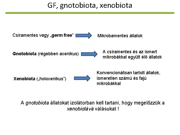 GF, gnotobiota, xenobiota Csíramentes vagy „germ free” Gnotobiota (régebben axenikus) Xenobiota („holoxenikus”) Mikrobamentes állatok