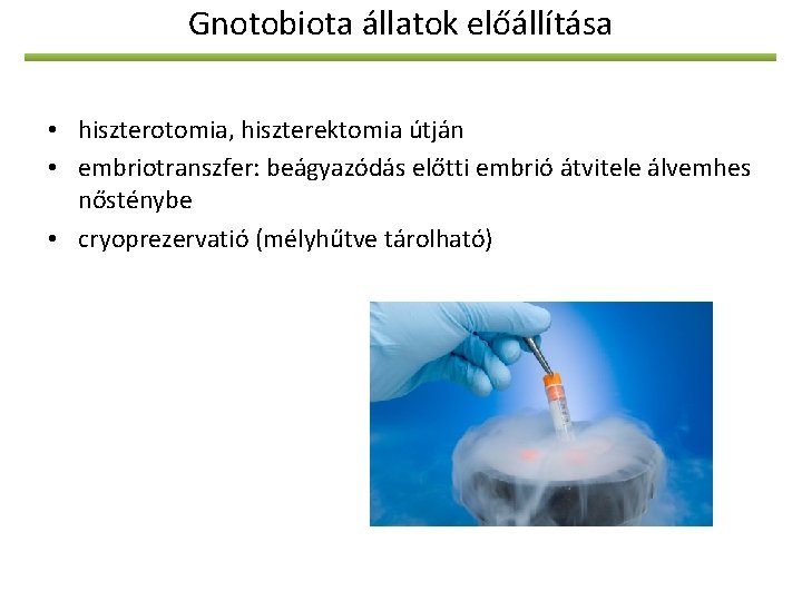 Gnotobiota állatok előállítása • hiszterotomia, hiszterektomia útján • embriotranszfer: beágyazódás előtti embrió átvitele álvemhes