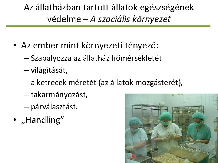 Az állatházban tartott állatok egészségének védelme – A szociális környezet • Az ember mint