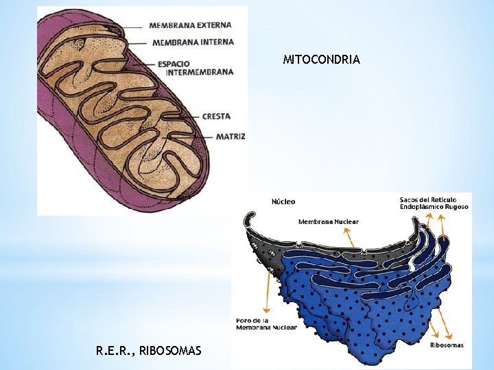 MITOCONDRIA R. E. R. , RIBOSOMAS 