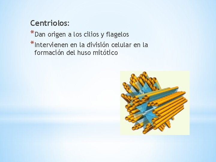 Centriolos: *Dan origen a los cilios y flagelos *Intervienen en la división celular en