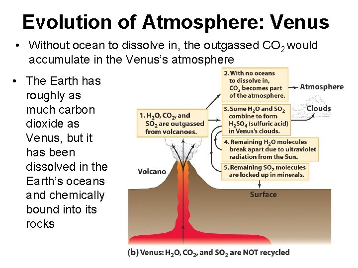 Evolution of Atmosphere: Venus • Without ocean to dissolve in, the outgassed CO 2