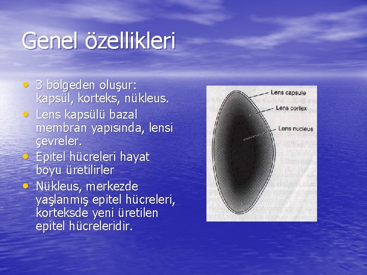 Genel özellikleri • 3 bölgeden oluşur: • • • kapsül, korteks, nükleus. Lens kapsülü