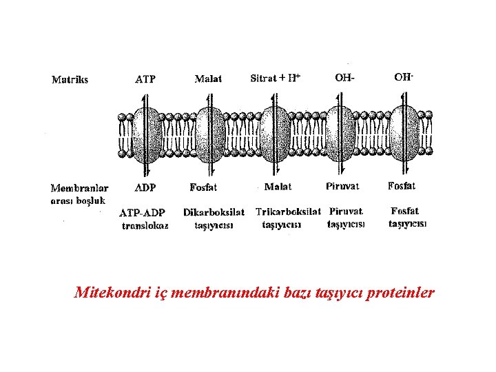 Mitekondri iç membranındaki bazı taşıyıcı proteinler 