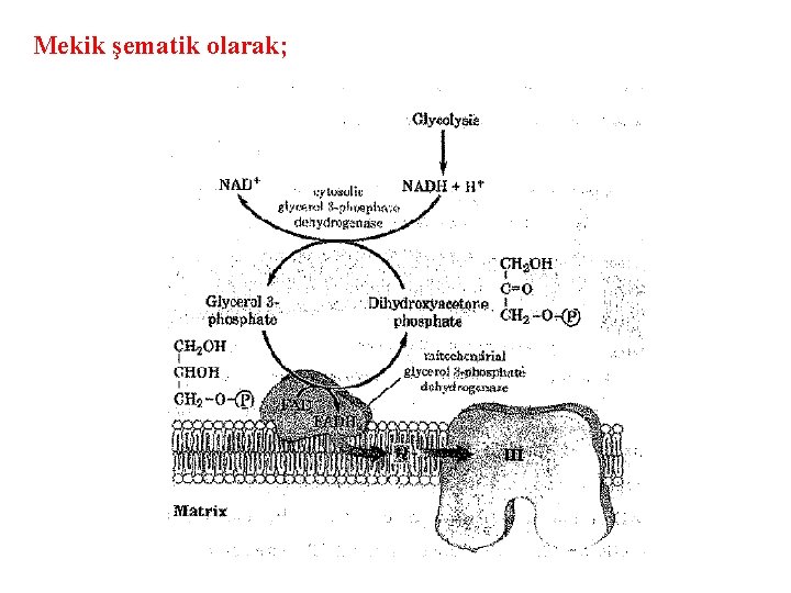 Mekik şematik olarak; 