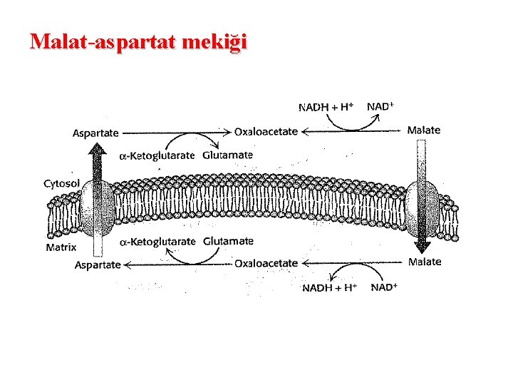 Malat-aspartat mekiği 