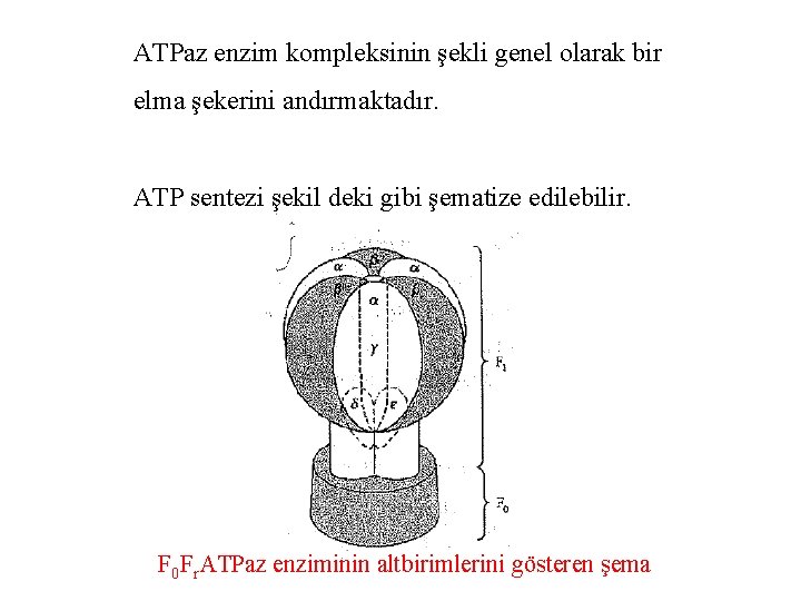 ATPaz enzim kompleksinin şekli genel olarak bir elma şekerini andırmaktadır. ATP sentezi şekil deki