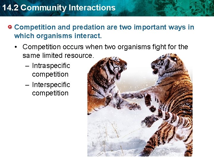 14. 2 Community Interactions Competition and predation are two important ways in which organisms