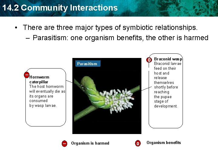 14. 2 Community Interactions • There are three major types of symbiotic relationships. –