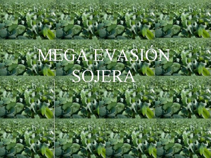 MEGA EVASIÓN SOJERA 