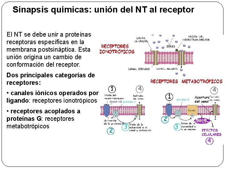 Sinapsis químicas: unión del NT al receptor El NT se debe unir a proteínas