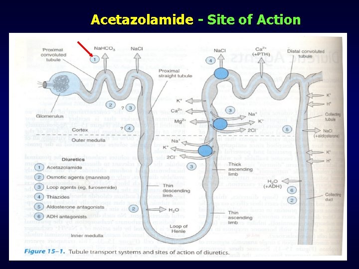 Acetazolamide - Site of Action 