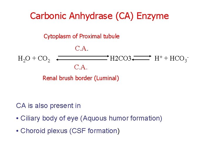 Carbonic Anhydrase (CA) Enzyme Cytoplasm of Proximal tubule C. A. H 2 O +