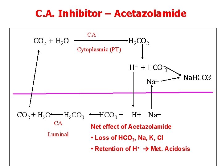 C. A. Inhibitor – Acetazolamide CO 2 + H 2 O CA Cytoplasmic (PT)