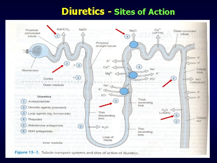 Diuretics - Sites of Action 