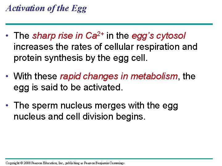 Activation of the Egg • The sharp rise in Ca 2+ in the egg’s