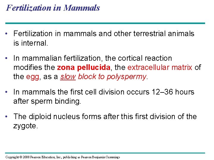 Fertilization in Mammals • Fertilization in mammals and other terrestrial animals is internal. •